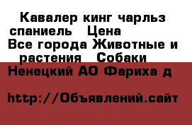 Кавалер кинг чарльз спаниель › Цена ­ 40 000 - Все города Животные и растения » Собаки   . Ненецкий АО,Фариха д.